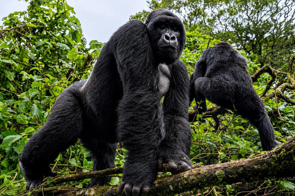 Beyond Blood Minerals in Congo, the Mountain Gorilla Became Kagame’s Global Political Shield.